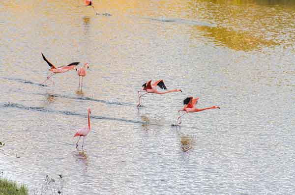 Flamenco - isla Isabela - islas Galapagos - Ecuador 30.jpg
